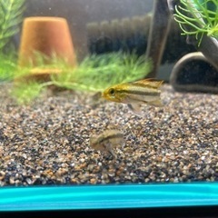 アピストグラマ　トリファスキアータ（ブリードグァポレ）のペアの画像