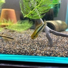 アピストグラマ　トリファスキアータ（ブリードグァポレ）のペア