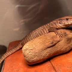 サバンナモニター