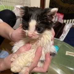 4月18日産まれ　オス　ハチワレ君 - 猫