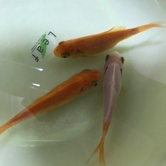 金魚(３匹)の画像