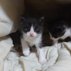 仔猫の里親を探しています。