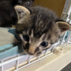 4／4生まれ　オス？　キジトラちゃん