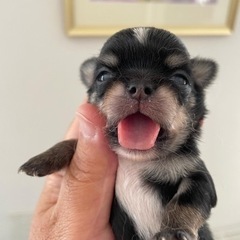 予約済み可愛いチワワご予約受付中❣️