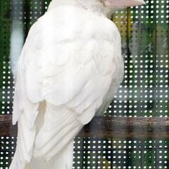 アルビノカラス