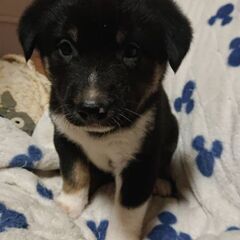 うちの前に捨てられていました