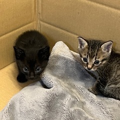 子猫の里親募集しています。黒猫1匹、キジトラ1匹