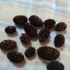 【エビが喜ぶ♪】ヤシャブシの実の画像