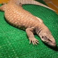 サバンナ