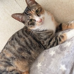 1才茶トラの入ったキジ白、女の子です(里親候補様とお話進めてます)