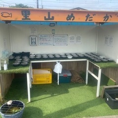 里山めだか　メダカとミジンコ　5/26出品