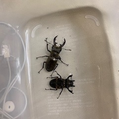 カブトムシ、クワガタについて教えてください！