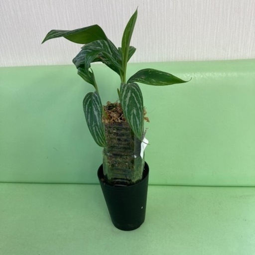 アグラオネマ　カーティシー