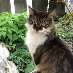 飼い猫が行方不明になりました。探しています。