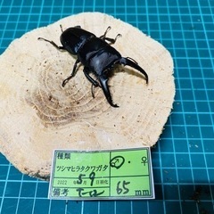 ②ツシマヒラタクワガタ　新成虫ペアの販売　おまけ付き