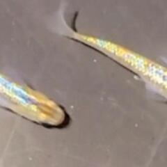 超極上種親クラス 琥珀ラメ×サファイア F2(背鰭なし)の画像