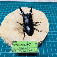 ③ツシマヒラタ　新成虫ペアの販売