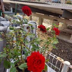 バラ　植木鉢つき