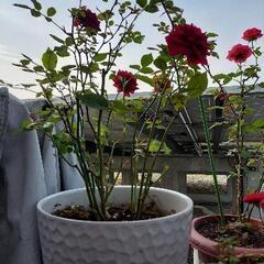 バラ　植木鉢つきの画像