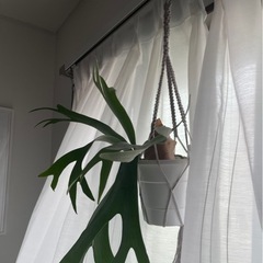 コットンヤーン　マクラメハンガーの画像