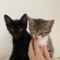 【新規受付停止中】子猫の里親募集中