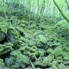 苔むす森のリトリート