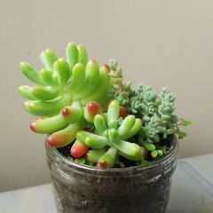 多肉植物 その92