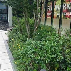 植栽剪定・協力業者求む（個人含む）