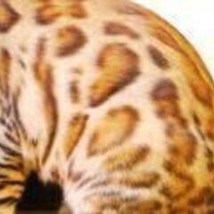 日本一のベンガルブリーダー（株）リアルキャットのWEB担当の募集です！！！の画像