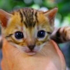 日本一のベンガルブリーダー（株）リアルキャットのWEB担当の募集です！！！の画像