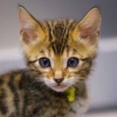日本一のベンガルブリーダー（株）リアルキャットのWEB担当の募集です！！！の画像