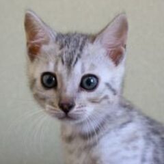 日本一のベンガルブリーダー（株）リアルキャットのWEB担当の募集です！！！の画像