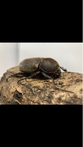 ヘラクレスオオカブト成虫ペア