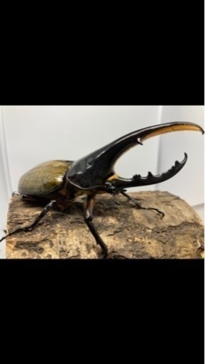 ヘラクレスオオカブト成虫ペア