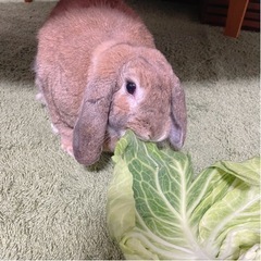 うさぎ　ホーランドロップ