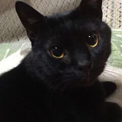 ４歳の人懐こい黒猫君です