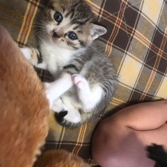 (募集一時停止お話中の為)可愛い子猫ちゃん里親募集🎶 - 猫