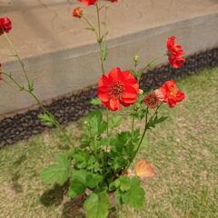 ゲウム 花苗 宿根草No.222