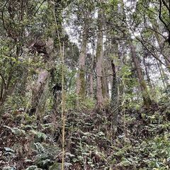 鹿児島市石谷町　売地　877.25坪　山林　100万円 − 鹿児島県