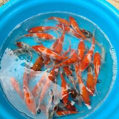 錦鯉10cm～　500円～