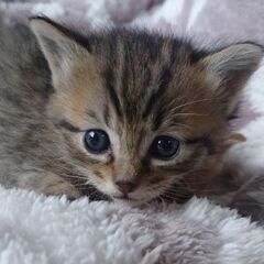 ４匹の仔猫の家族募集中