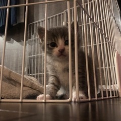 (募集一時停止お話中の為)可愛い子猫ちゃん里親募集🎶 − 岡山県
