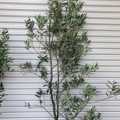 オリーブ　苗木　庭木　特大の画像