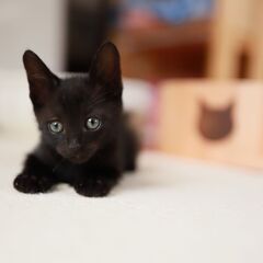 【里親決定　トライアルにいきます】黒子猫（男の子）　1ヶ月半