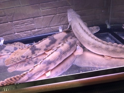 カミハタ。ポリプテルス　引き取り魚