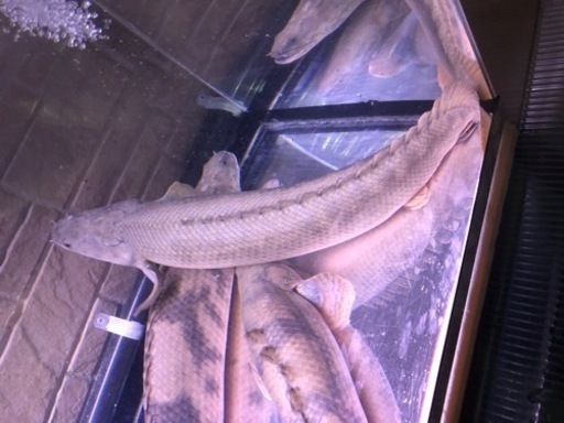 カミハタ。ポリプテルス　引き取り魚