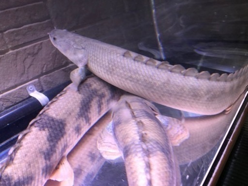 カミハタ。ポリプテルス　引き取り魚