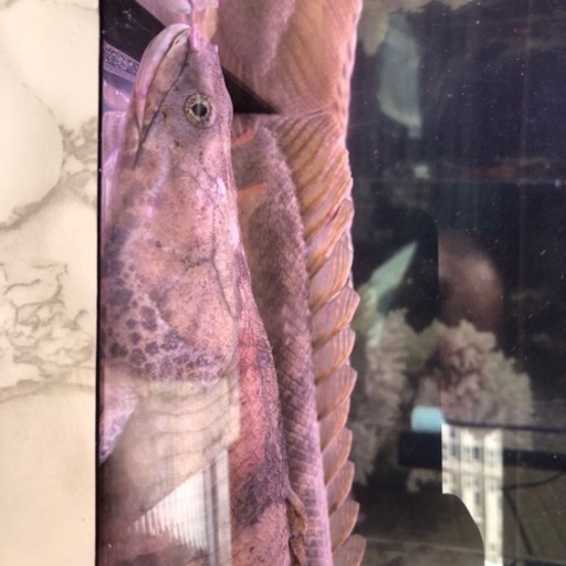 カミハタ。ポリプテルス　引き取り魚