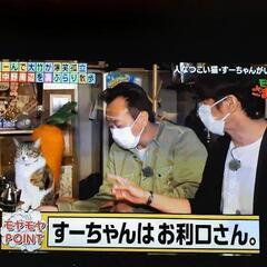 アルバイトスタッフ募集中❗人見知りしない人なつこい猫のいるアットホームなバーですの画像
