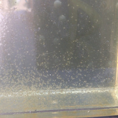 ミジンコ 青水 ゾウリムシの画像